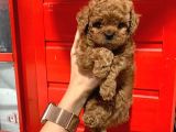 Safkan Toy Poodle Yavrularimiz