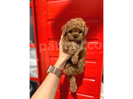 Safkan Toy Poodle Yavrularimiz