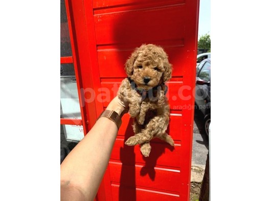 Safkan Toy Poodle Yavrularimiz görsel