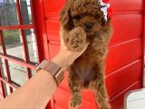 Safkan Toy Poodle Yavrularimiz