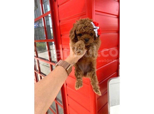 Safkan Toy Poodle Yavrularimiz görsel