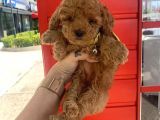 Safkan Toy Poodle Yavrularimiz