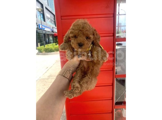 Safkan Toy Poodle Yavrularimiz görsel