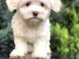 Dizayn Irk Maltıpoo Yavrumuz