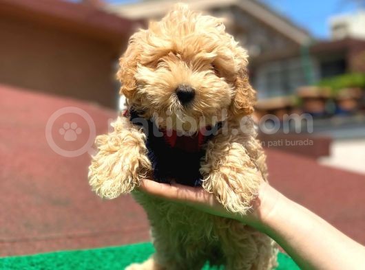 Safkan Malti̇po Oğlumuz görsel