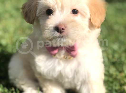 Latte Renk Maltıpoo Yavrumuz