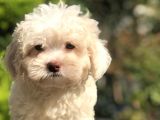 Yeşil Gözlü Tatlı Maltıpoo Yavrumuz