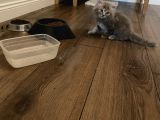 Sahiplendirme British Longhair