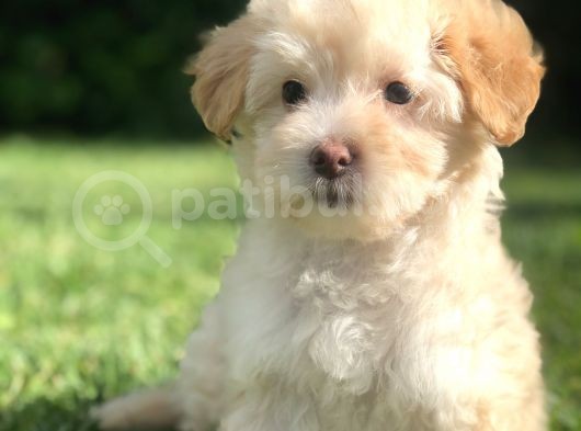 Latte Renk Maltıpoo Yavrumuz görsel