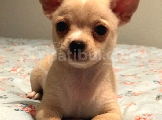 Türkiyenin Her Yerine Teslim Edilir Chihuahua