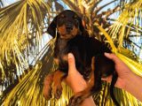 Türkiyenin Her Yerine Teslim Edilir King Black Doberman Karışık