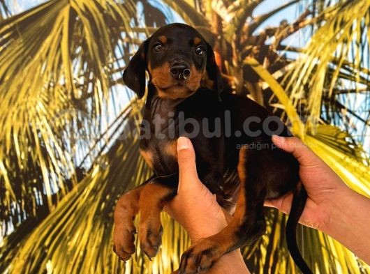 Türkiyenin Her Yerine Teslim Edilir King Black Doberman Karışık