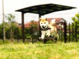 Shiba İnu Yavrular