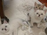 6 Adet British Shorthair.anneleri Hep Acana Ile Beslendi