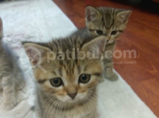 6 Adet British Shorthair.anneleri Hep Acana Ile Beslendi görsel