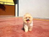 Yarışma Duzeyinde Micro 0,75 Burun 3 Aylik Teddybear Teddyface Ayı Surat Pomeranian Boo A Plus Safkan