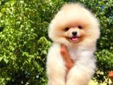 Yarışma Duzeyinde Micro 0,75 Burun 3 Aylik Teddybear Teddyface Ayı Surat Pomeranian Boo A Plus Safkan