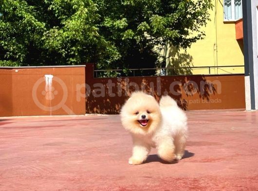 Yarışma Duzeyinde Micro 0,75 Burun 3 Aylik Teddybear Teddyface Ayı Surat Pomeranian Boo A Plus Safkan görsel
