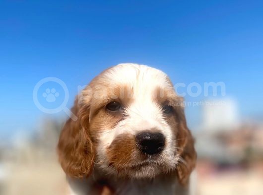 Cavalier King Charles görsel