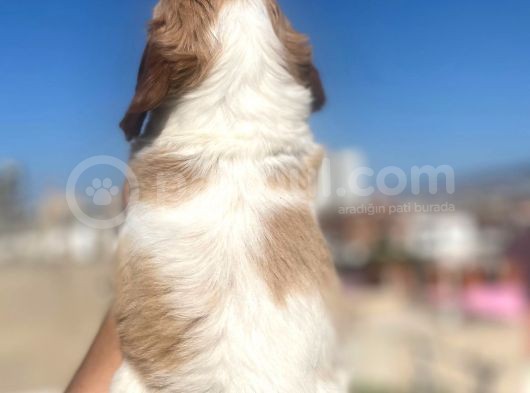 Cavalier King Charles görsel