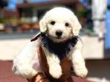 Yavru Malti̇poo