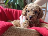 Anne Altından Sağlıklı Red Brown Toy Poodle Bebekler