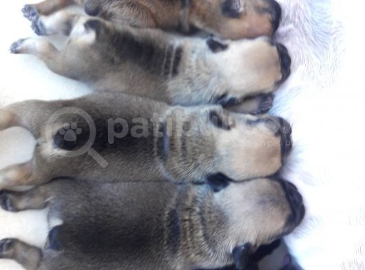 Fawn French Bulldog Yavrular Izmir görsel