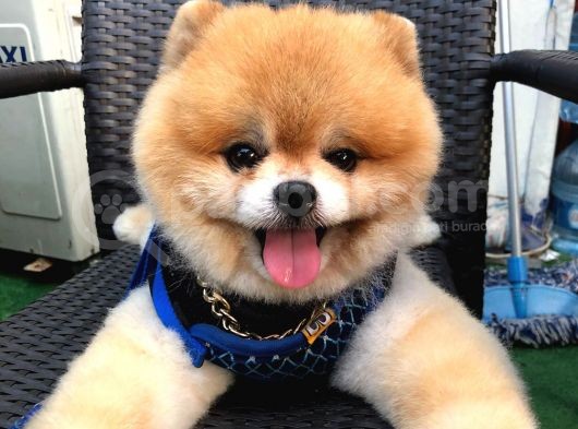 Scr Belgeli, Chipli, Irkının En Iyisi Pomeranian Boo görsel