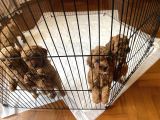 Anne Altından Sağlıklı Red Brown Toy Poodle Bebekler