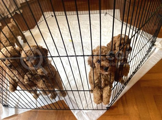 Anne Altından Sağlıklı Red Brown Toy Poodle Bebekler görsel