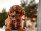 Red Brown Toy Poodle Yavrular