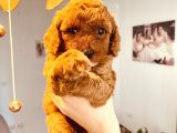 Anne Altından Sağlıklı Red Brown Toy Poodle Bebekler