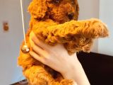 Anne Altından Sağlıklı Red Brown Toy Poodle Bebekler