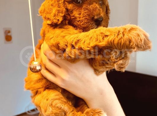 Anne Altından Sağlıklı Red Brown Toy Poodle Bebekler görsel