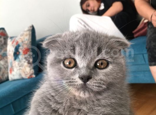 Acil Safkan Yavrular görsel