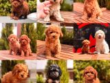 Toy Poodle Yavrular