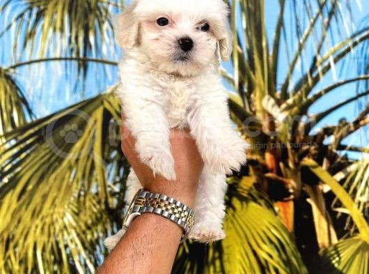 Maltipoo Yavrular