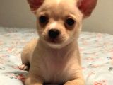 Chihuahua Yavru