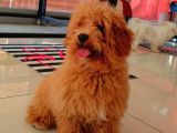 Erkek Güzeli  Red Toy Poodle