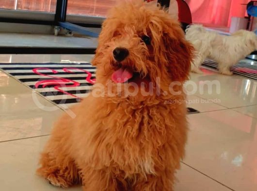 Erkek Güzeli  Red Toy Poodle