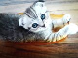 Scotish Fold Ve British  Silver Taby