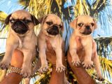Krem Pug Yavrularimm