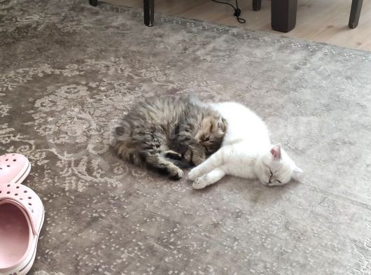 Veteriner Kontrollü Aşılı Scottish Longhair Dişi Yavru görsel