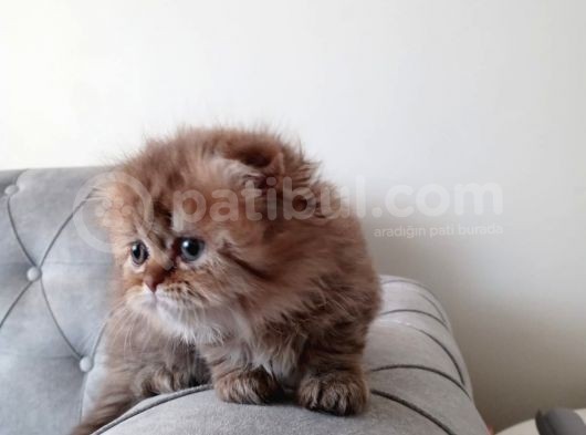 Veteriner Kontrollü Aşılı Scottish Longhair Dişi Yavru
