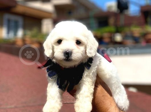 Yavru Malti̇poo görsel