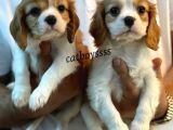 Sağlık ve Irk Garantili Cavalier King Charles Yavrular