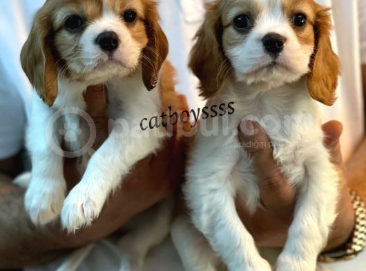 Sağlık Ve Irk Garantili Cavalier King Charles Yavrular