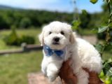 Prenses Kızımız Maltese Terrier