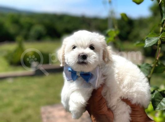 Prenses Kızımız Maltese Terrier