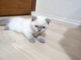 Sağlıklı Aşılı Blue Point Scottish Fold